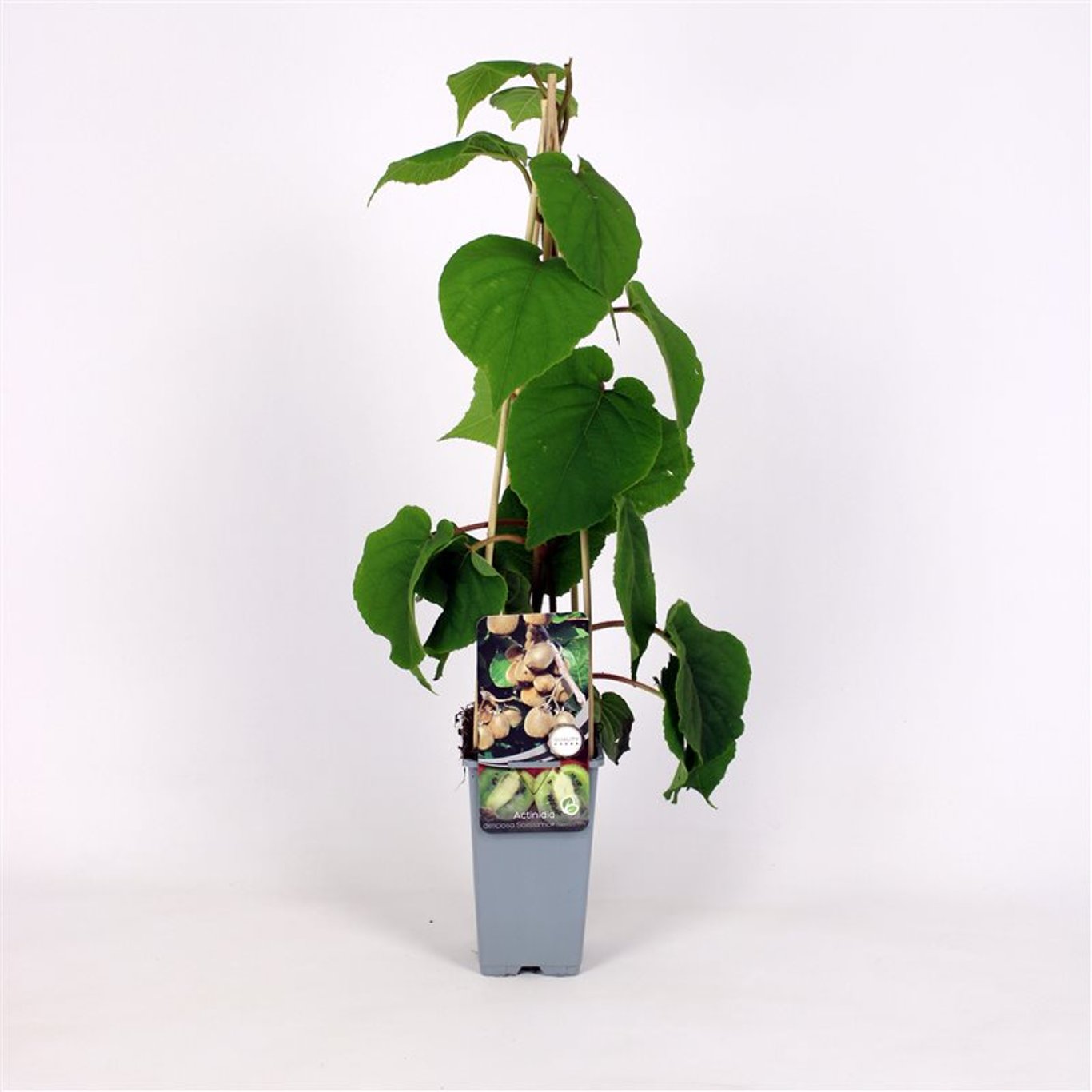 Actinidia d. 'Solissimo' - C2 70/+ CM